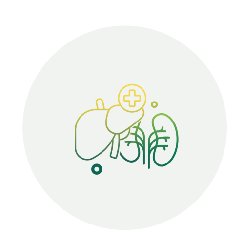 Kidney & Liver
