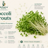Broccoli Sprouts BioChemistry image