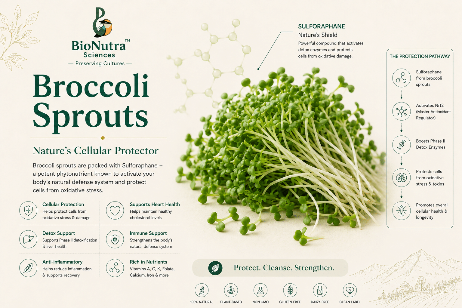 Broccoli Sprouts BioChemistry image